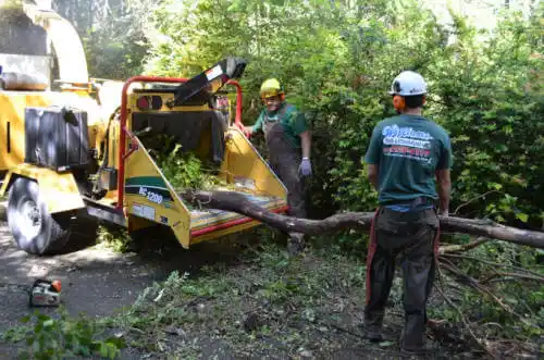 tree services East Los Angeles